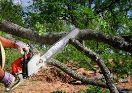 How Our Tree Care Process Works  in  Salem Lakes, WI